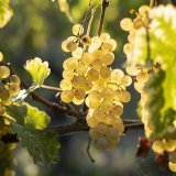 C'est davantage à cause de la baisse de production en Italie qu'à une hausse dans l'Hexagone que la France pourrait retrouver sa place de premier producteur (Photob prétexte). KEYSTONE/ALESSANDRO DELLA VALLE